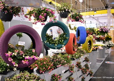 The fuchsias of Brandkamp. 